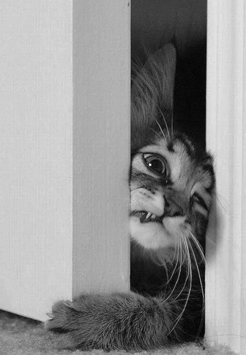 A cat peeking through a partially open door, with part of its face and paw visible.