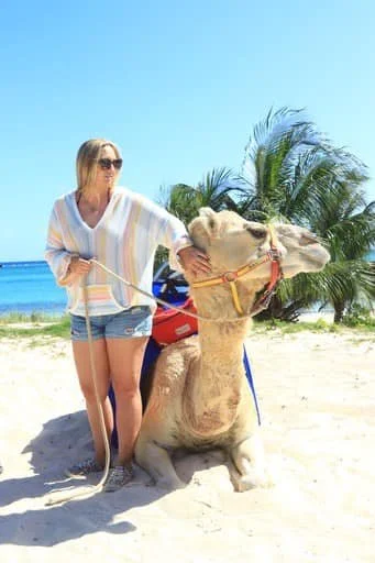 A woman holding a leash to a sitting camel on the beach with palm trees and ocean in the background.