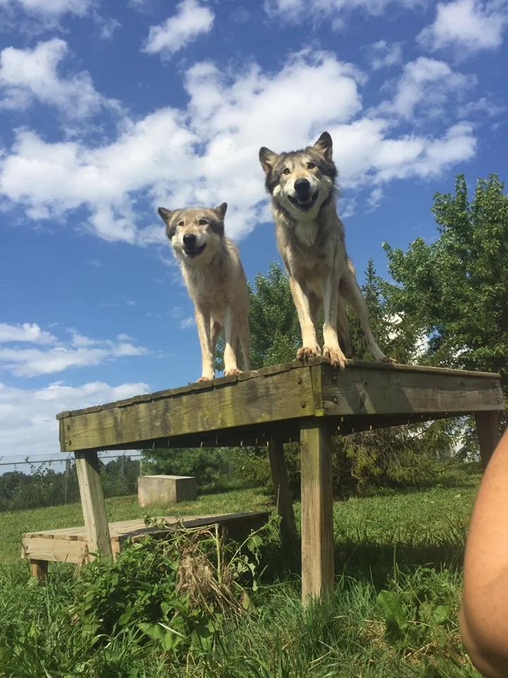 Two dogs, one larger and one smaller, standing on a wooden platform outdoors with a blue sky and scattered clouds in the background.