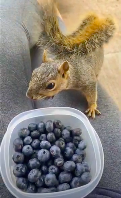 Squirrel next to a container of fresh blueberries on a person's lap.