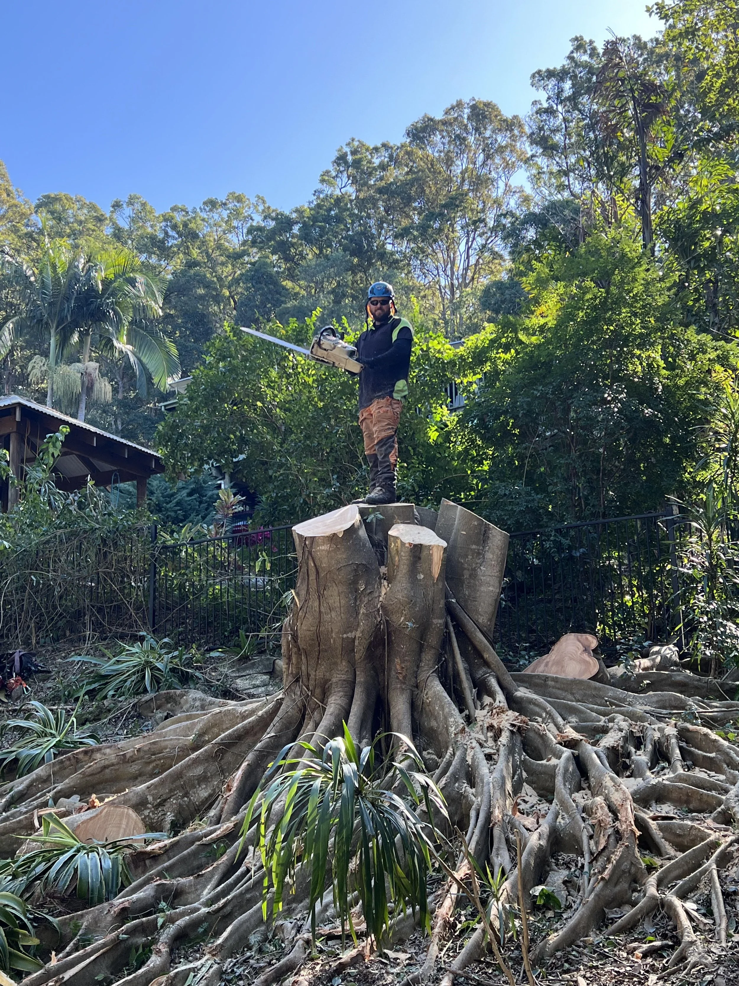 Gold Coast Arborist | Tree Removal & Care Services | MP Tree Services
