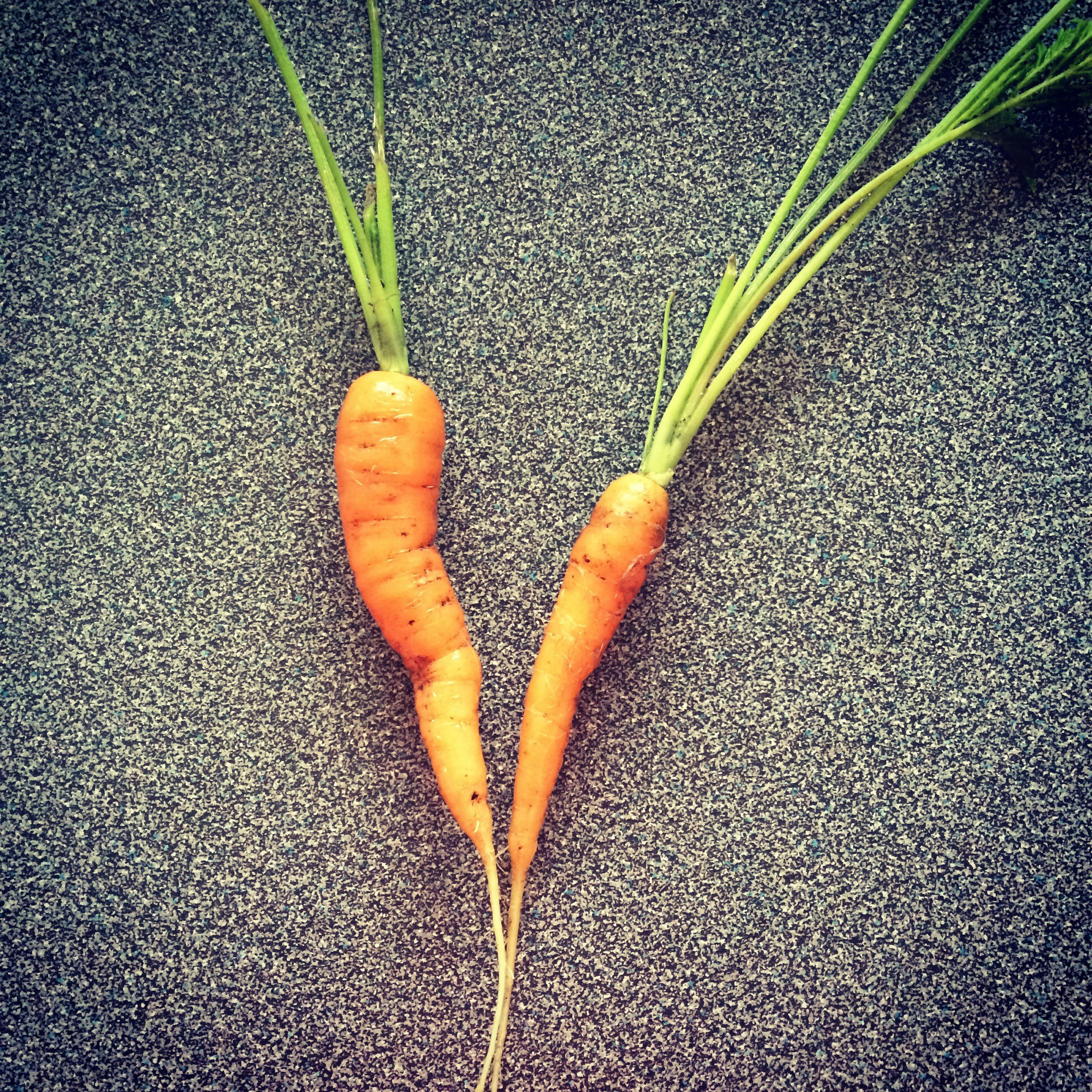 The Season of Gratitude, or, How a Dry Carrot Can Help You Get Through Thanksgiving Break