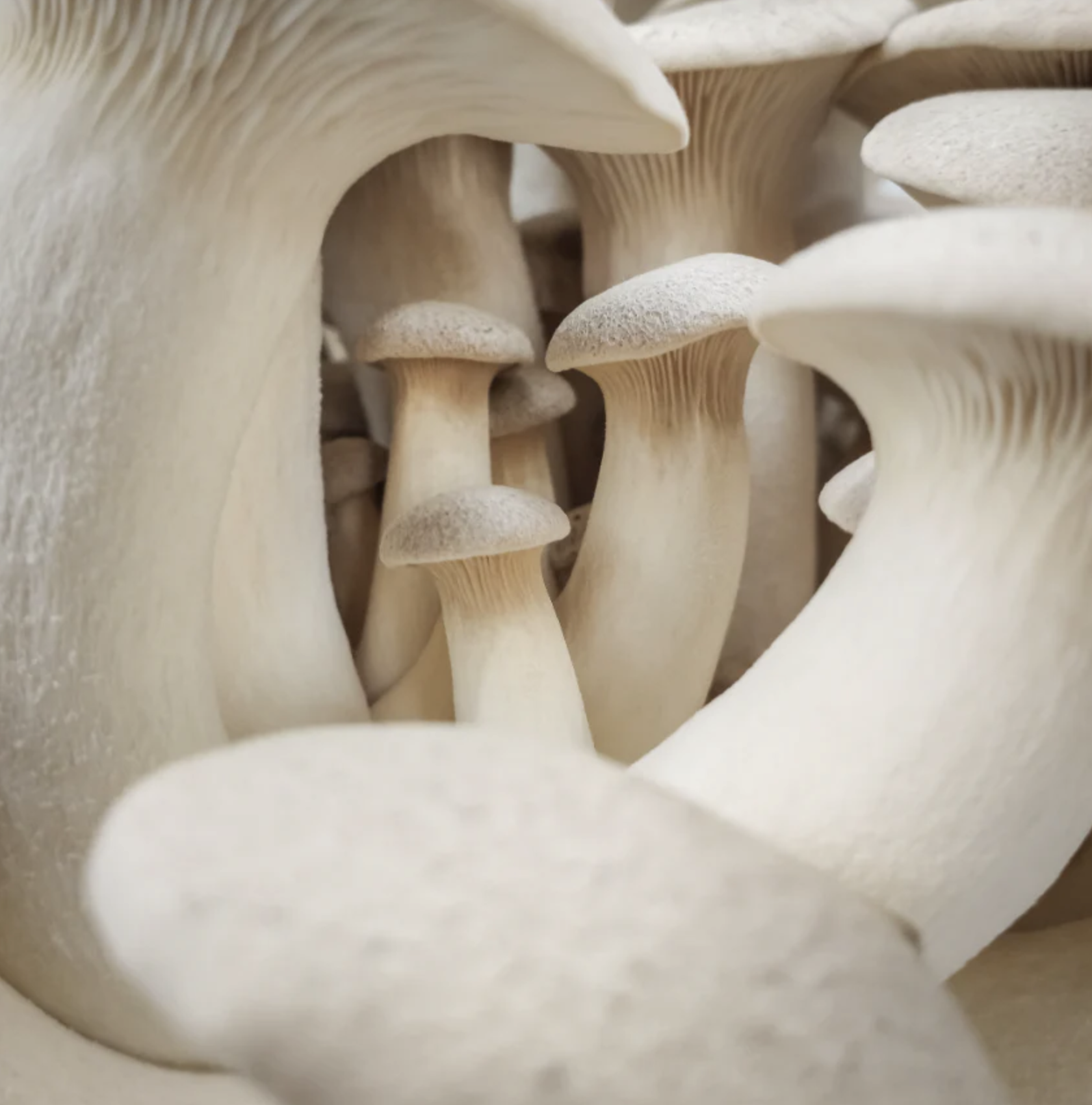 King oysters