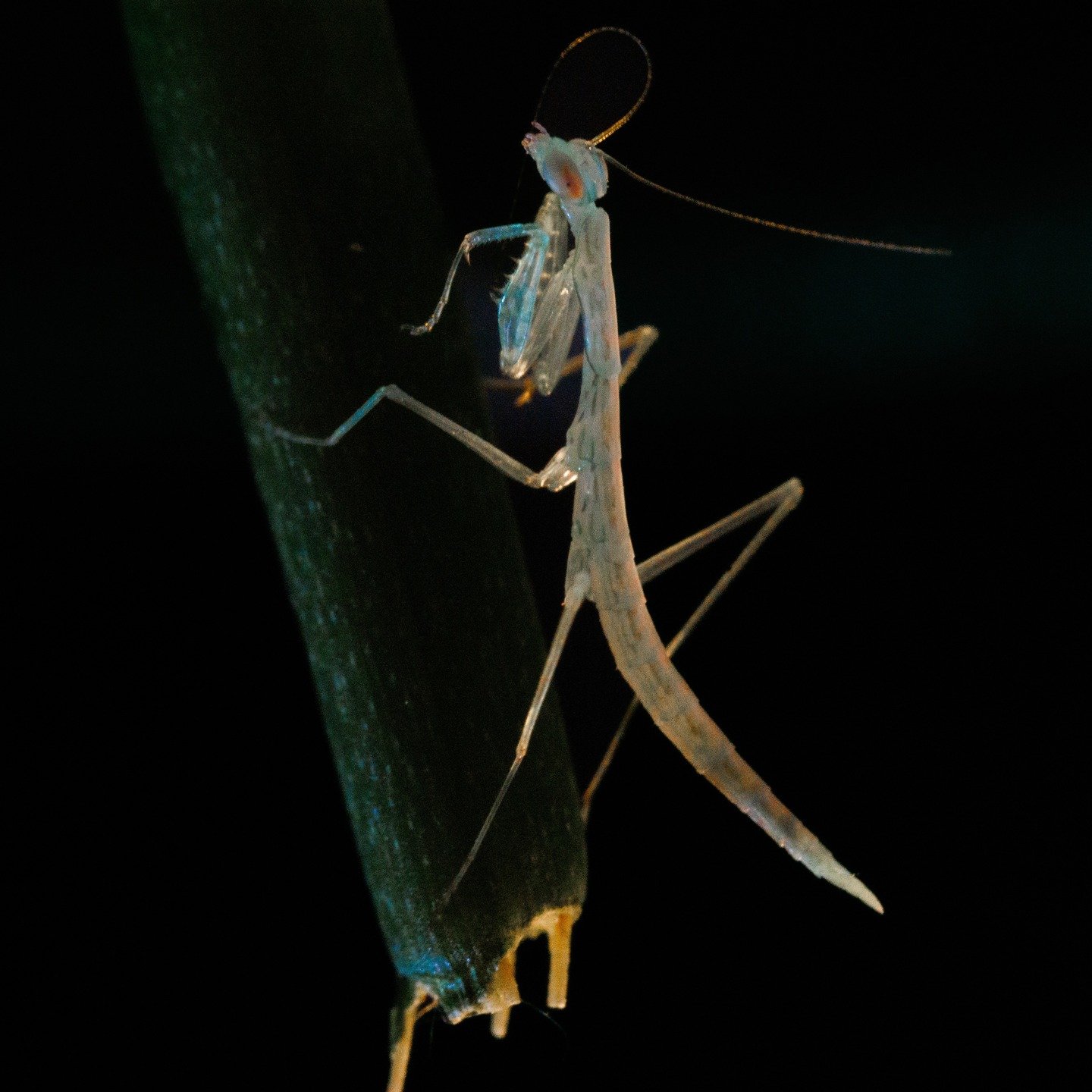 More beneficial bugs. This tiny, lovely, blue praying mantis, about 1cm long. Dont forget, our lovely farm is closed to the public after this weekend so get in for a feed and a hang and a giggle on either friday or sat from 5pm.  Photos by @darylbyrn