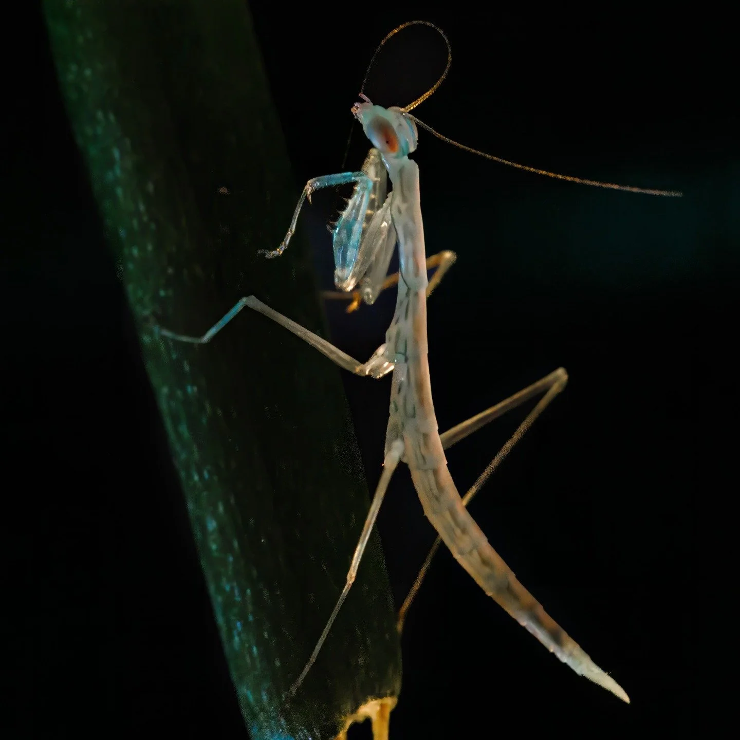 More beneficial bugs. This tiny, lovely, blue praying mantis, about 1cm long. Dont forget, our lovely farm is closed to the public after this weekend Have a great festive, our online shop is open for gift cards and preorders. ❤️❤️. Photos by @darylby