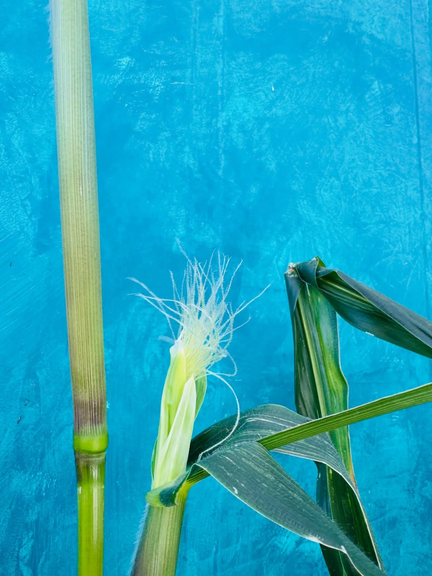 ITS CORN. Our little city farm, blue maize crop just reached its silk stage. These are the female flowers, potentially corn cobs, which we will make in to maize flour. We now wait, or quietly encourage, pollen landing on these. #urbanfarming #support