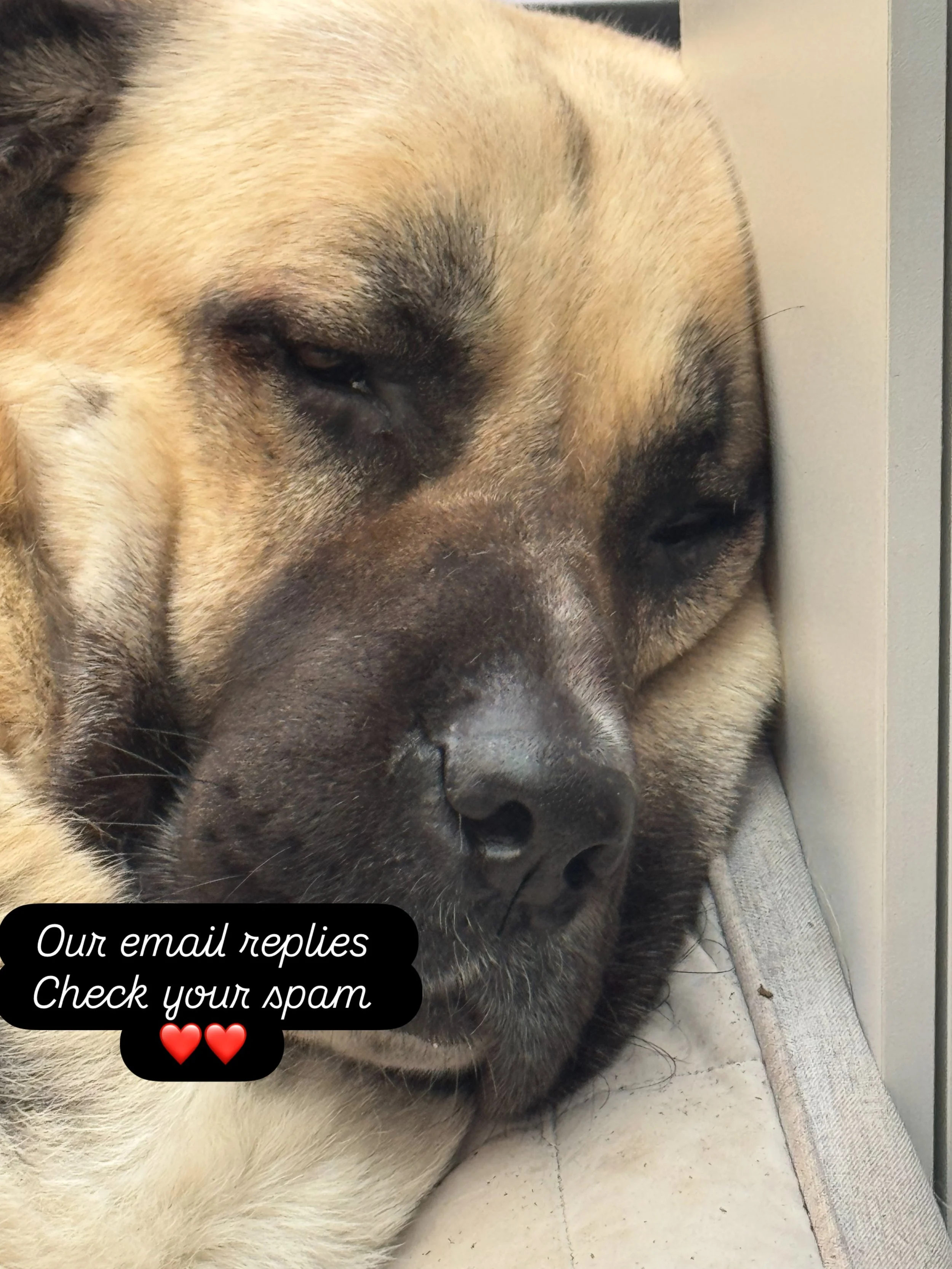 Hi folks. Seeing a few people reach out a number of  times because we don&rsquo;t respond to email enquiries. We do, I promise! . It seems that a percentage are going into your spam. If you don&rsquo;t hear from us within a few days then please try m