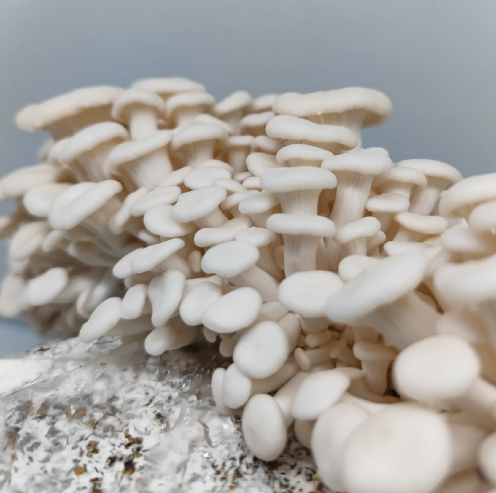 Winter white Mushrooms