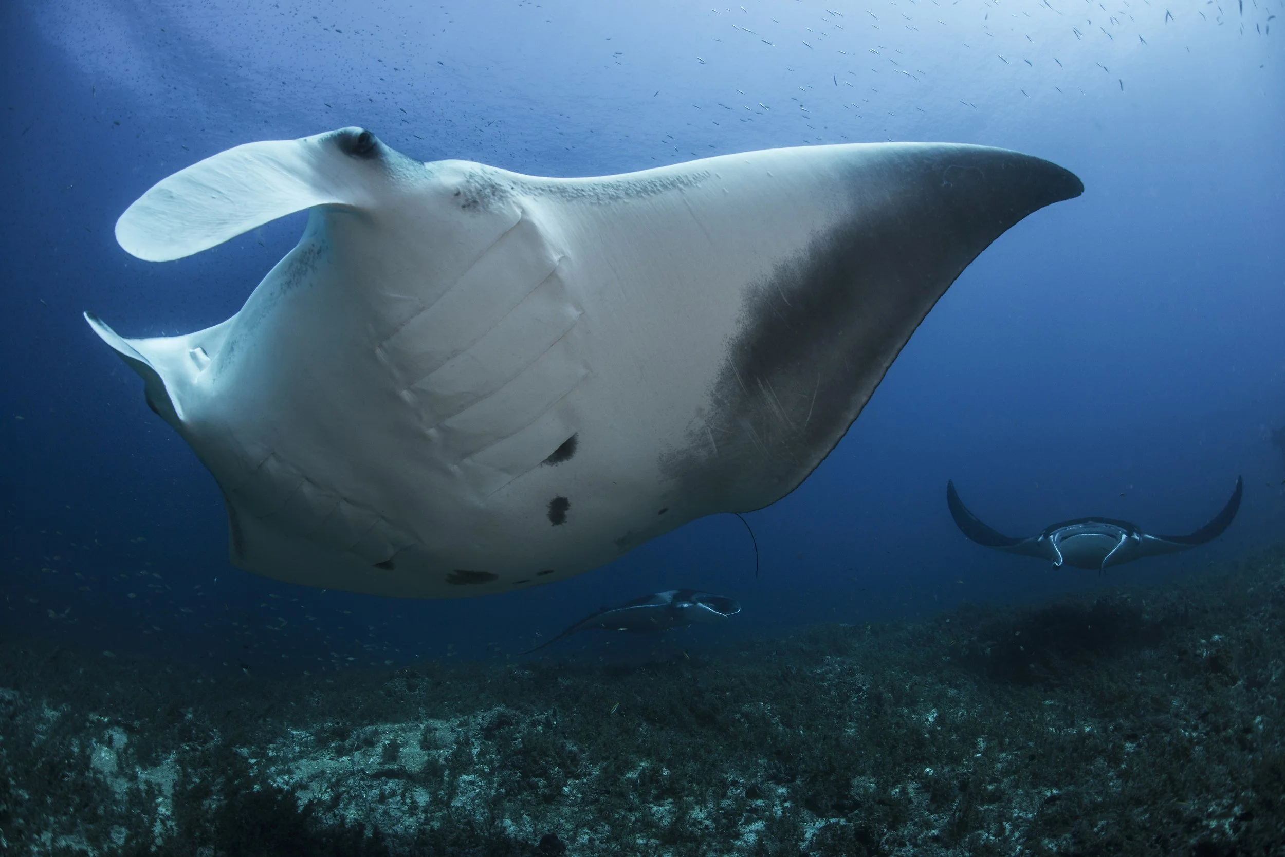 majestic-manta-rays-gliding-through-the-ocean-dept-2025-04-04-23-38-49-utc.jpg