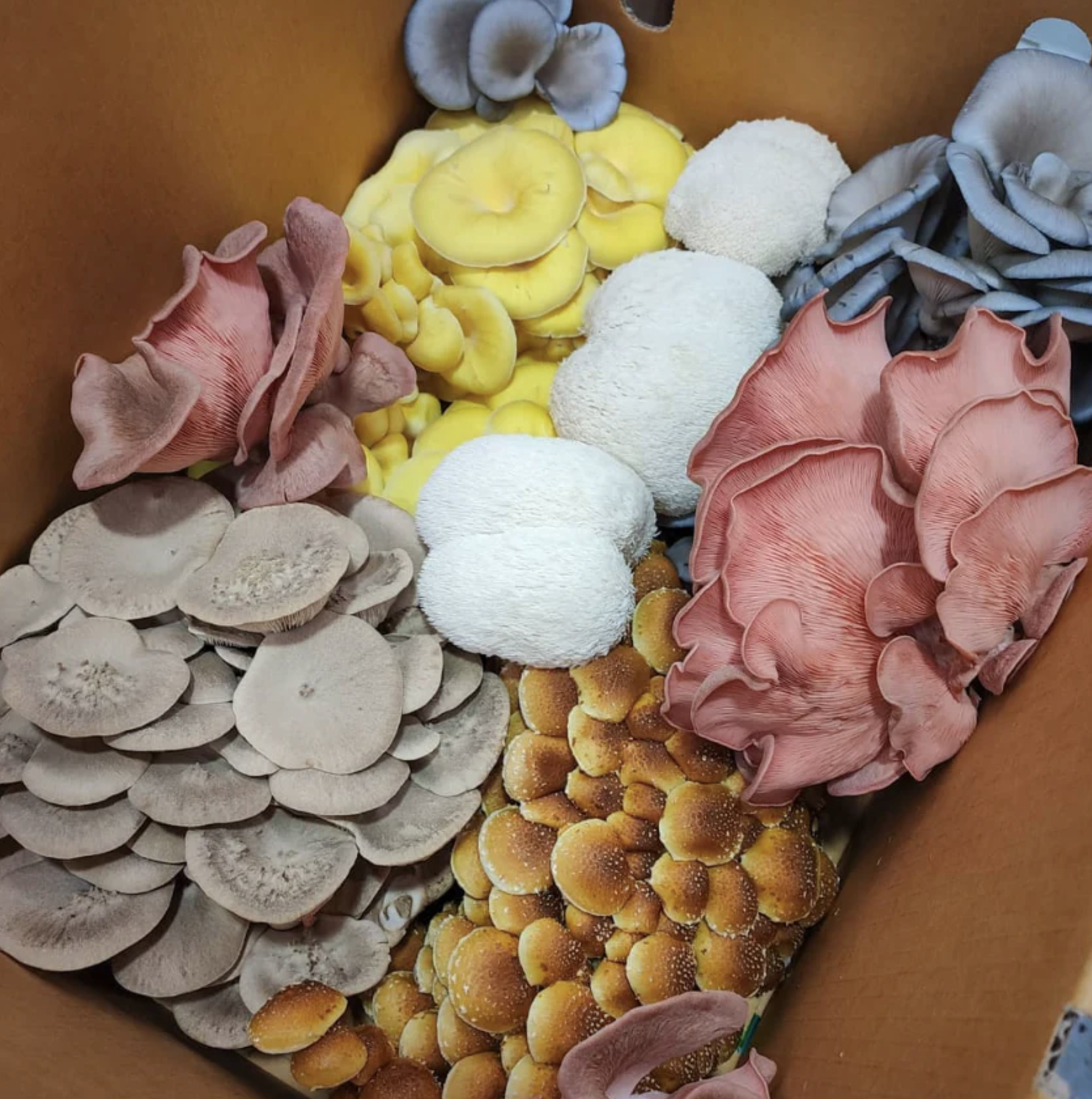 Mixed bag of joy 1kg