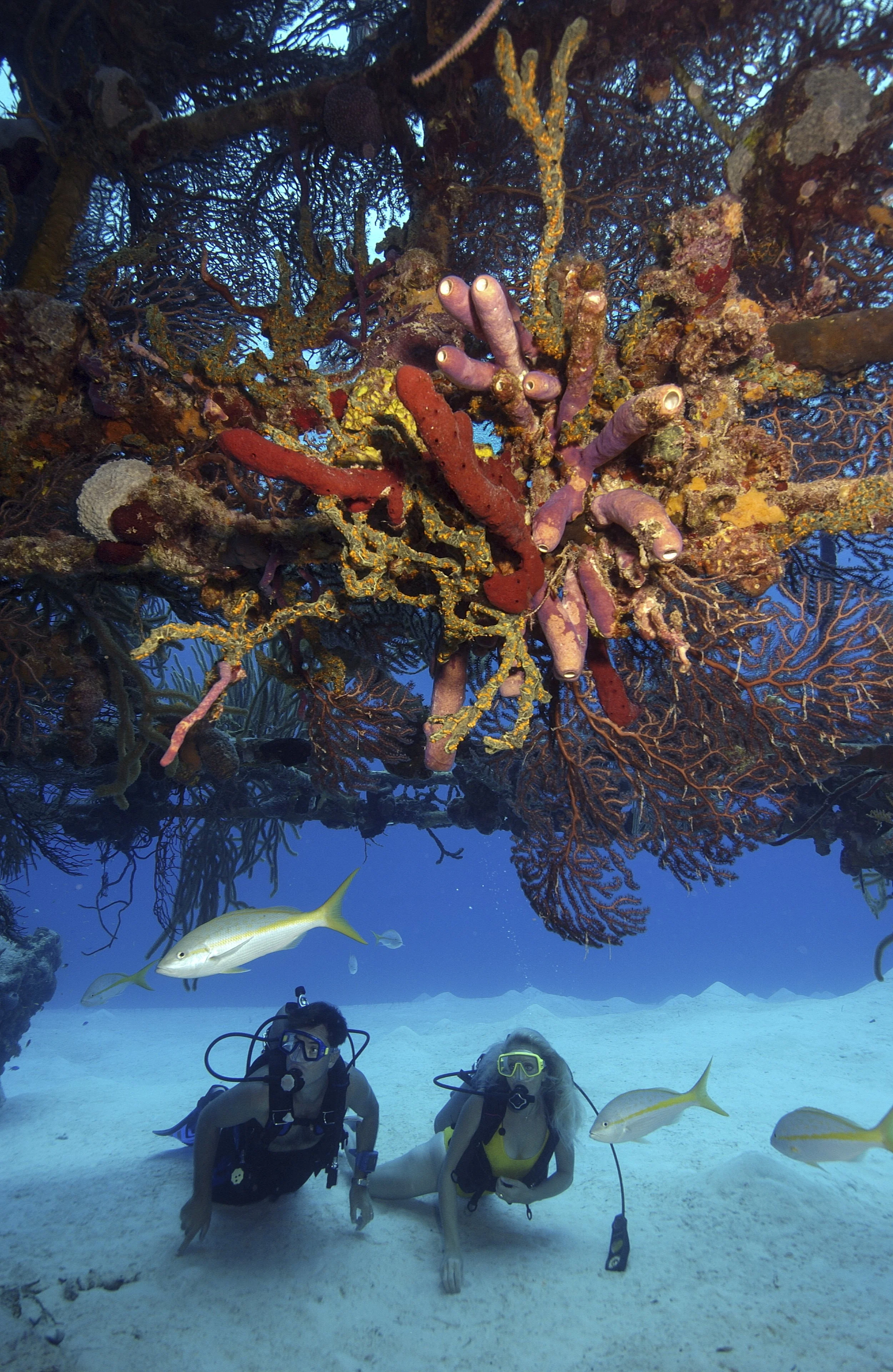 Advanced SCUBA.  Dive together-Save together!