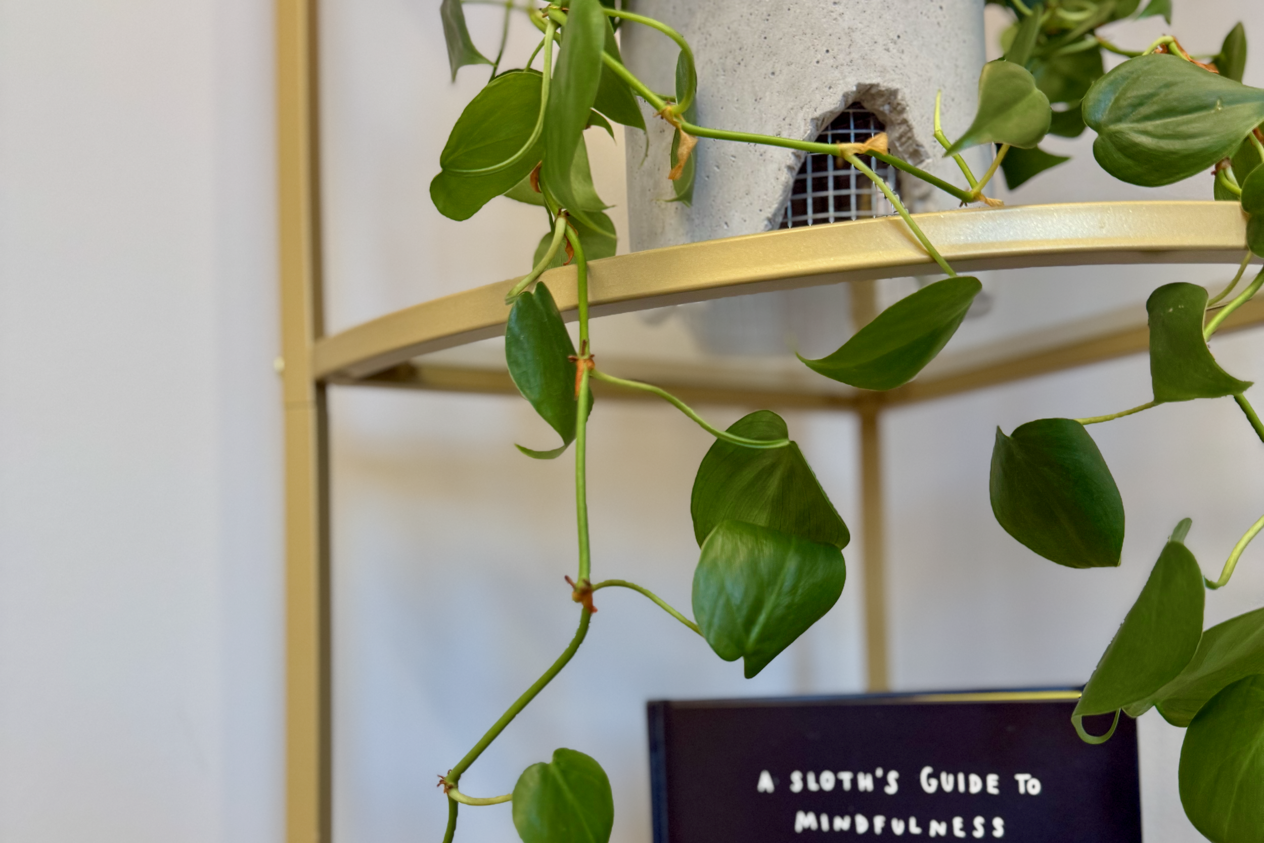 Close-up of a potted plant with green heart-shaped leaves on a wooden stand, with a black book titled 'A Sloth's Guide to Mindfulness' partially visible at the bottom.