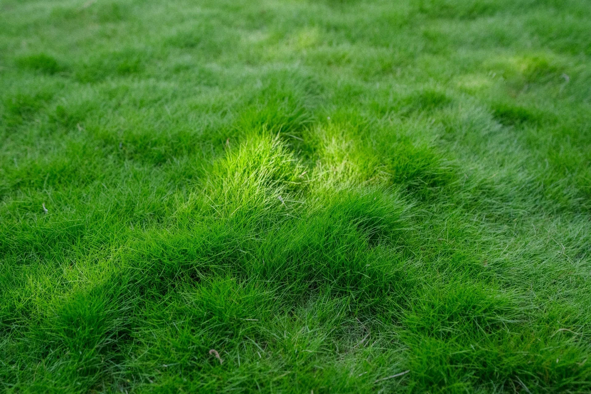 Close-up of lush green grass with tall and short blades, some patches more dense than others.