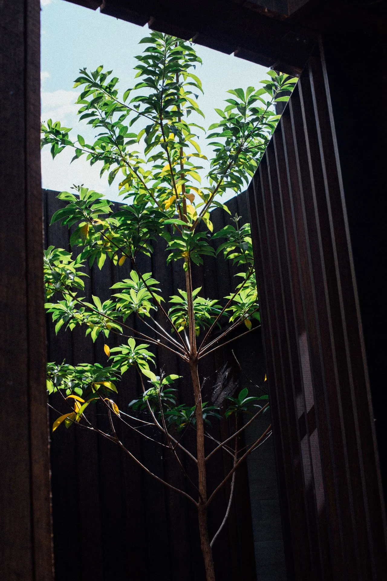 A young tree with green leaves growing in a narrow vertical space between black wooden walls, with a clear sky overhead.