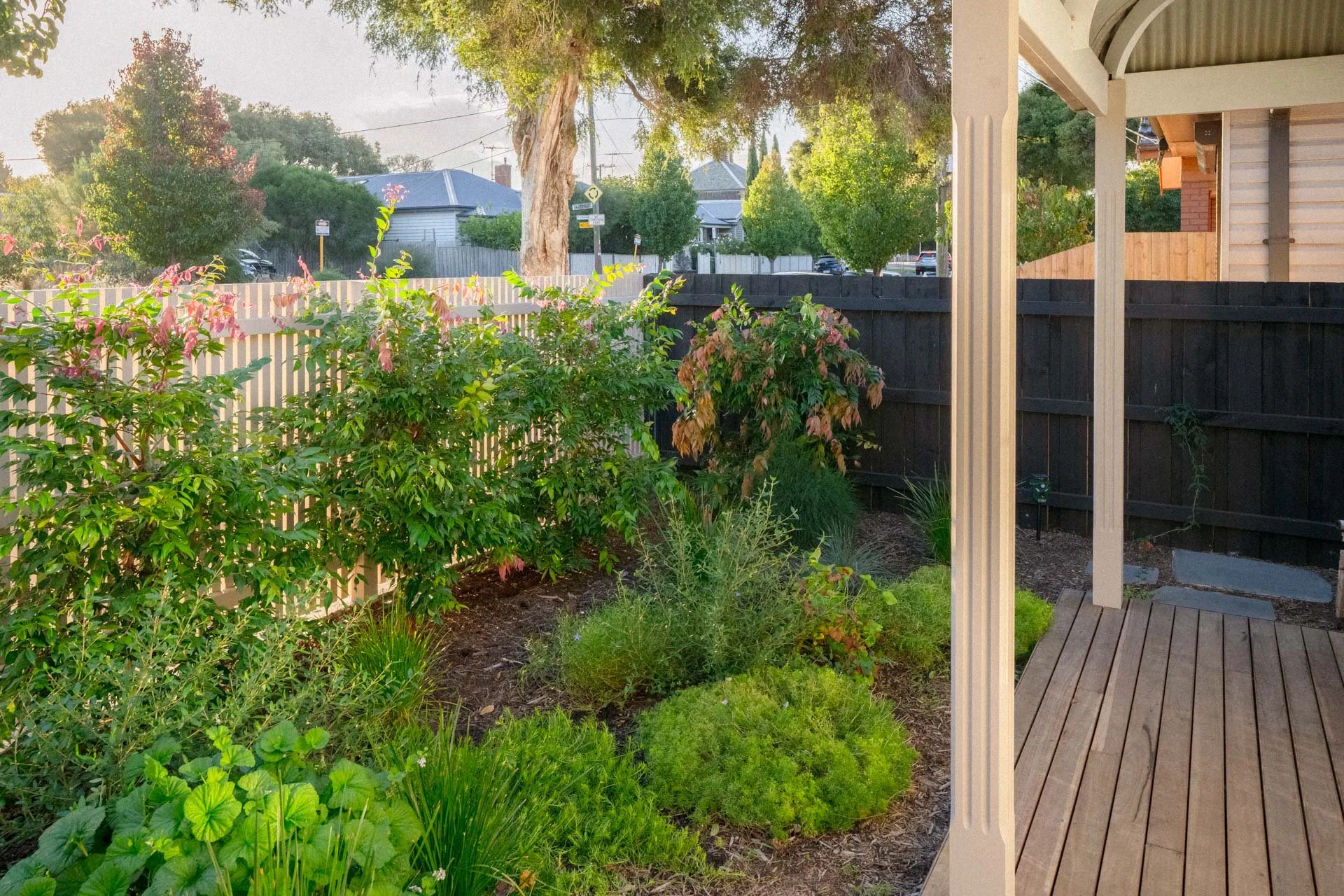 View of a backyard garden with various green shrubs and plants, a wooden deck on the right, and a black wooden fence with a neighboring house and trees in the background, illuminated by sunlight.