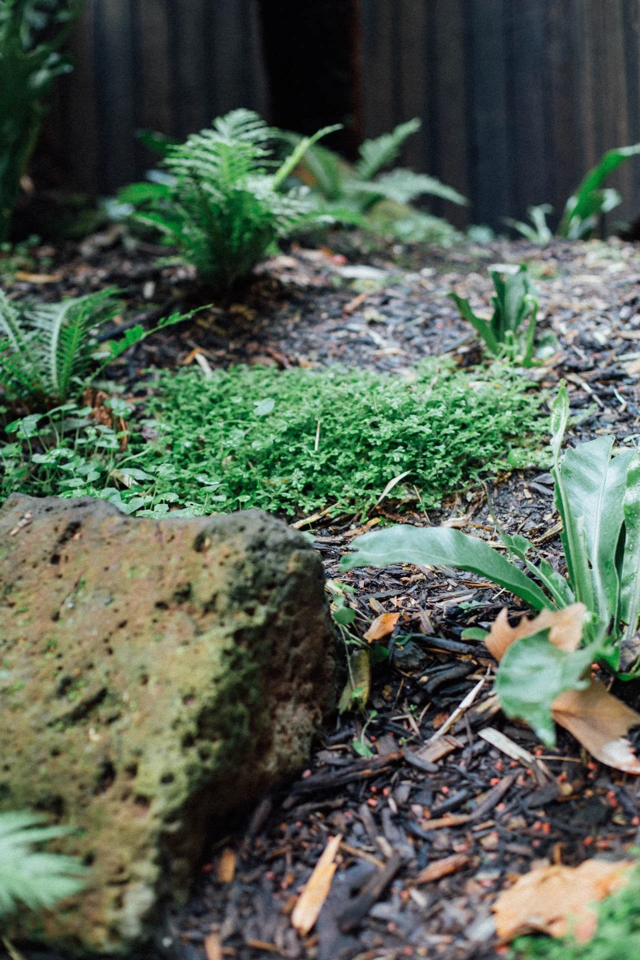 Close-up of a garden bed with various green plants, a large rock, and mulch, with a dark wooden fence in the background.