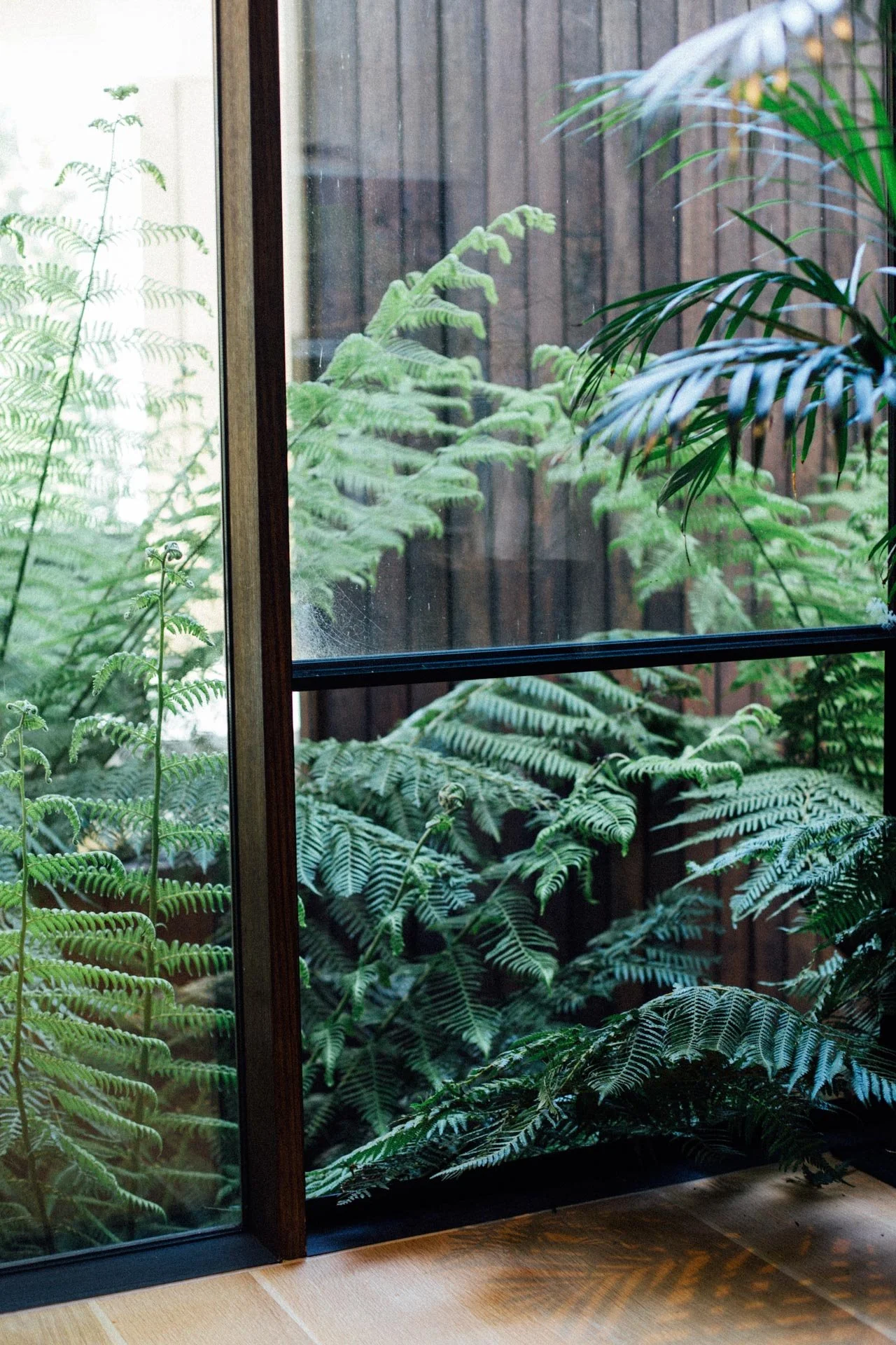 View through a glass window showing lush green fern plants and wooden fence outside.