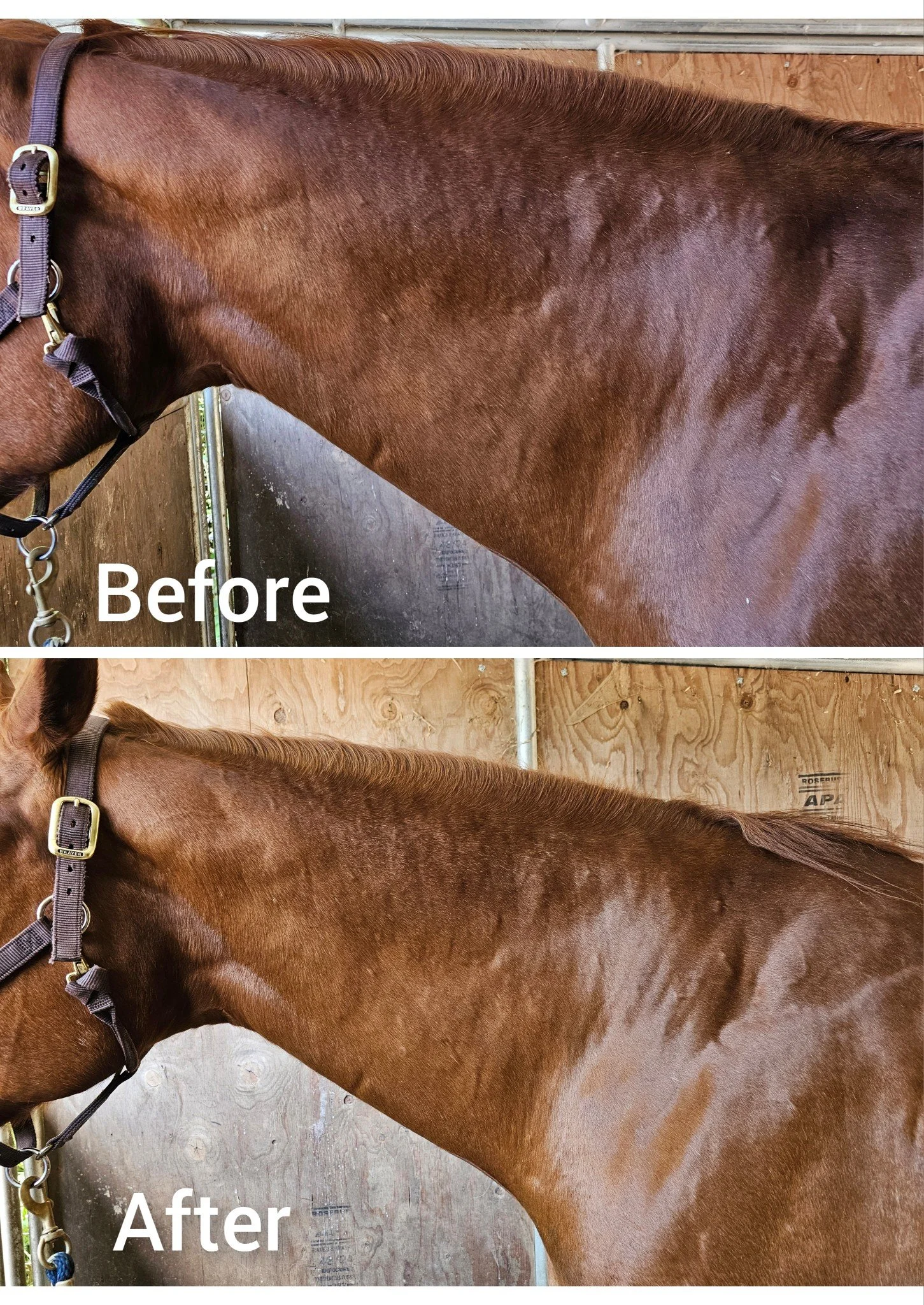 Massage Sessions - Before & Afters