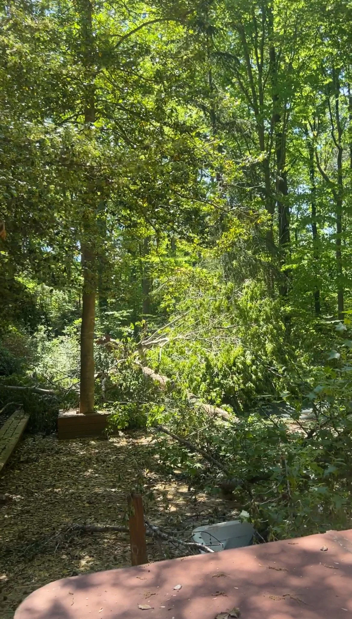 Fallen tree branches and debris in a wooded area with a dirt path and a wooden bench.