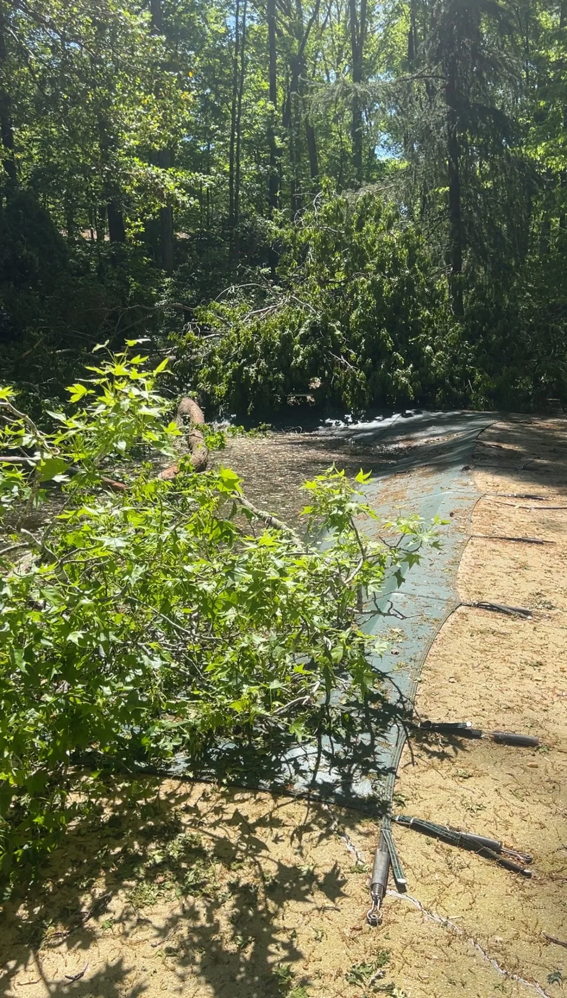 A fallen tree and branches blocking a pool in backyard of residential pool , with a black tarp or netting on the water surface.