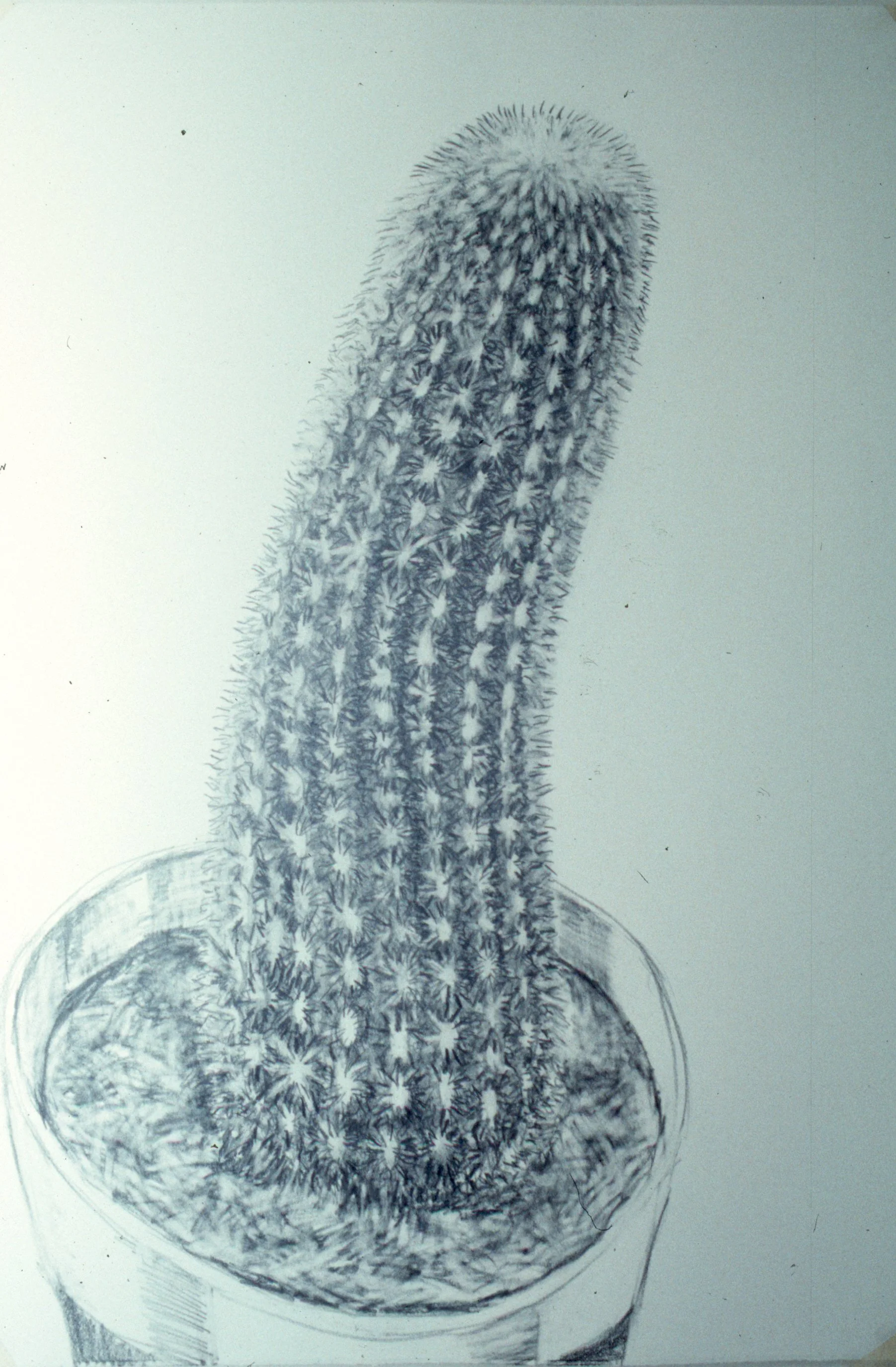 Serpentine Cactus