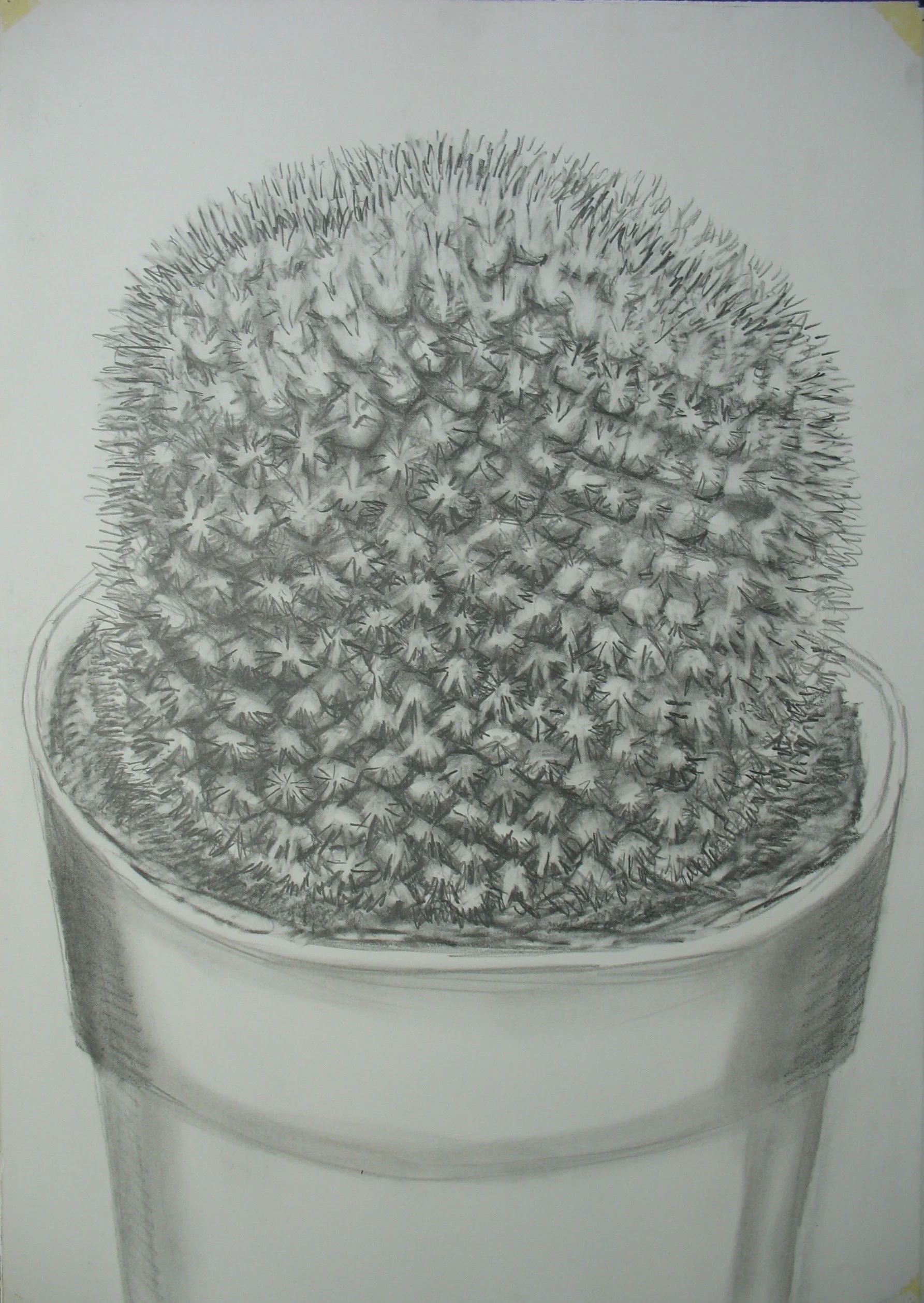 Boli Cactus