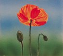 Amapola