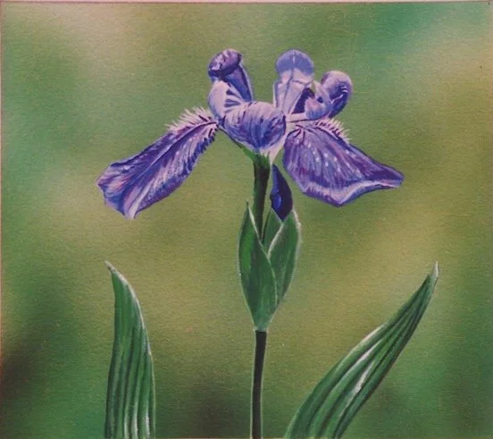 Iris