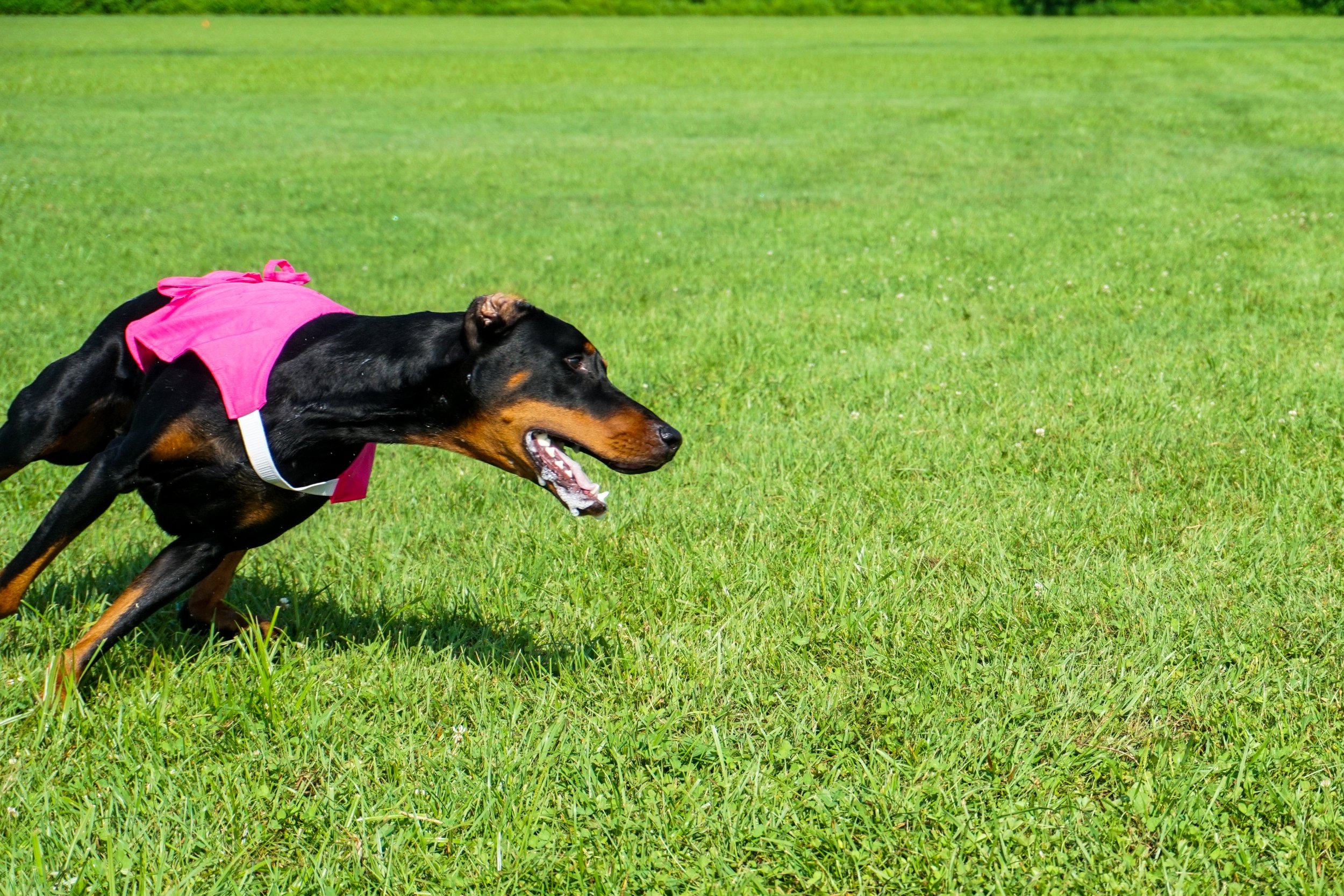 ASFA Region 9 All Breed Lure Coursing Field Trial