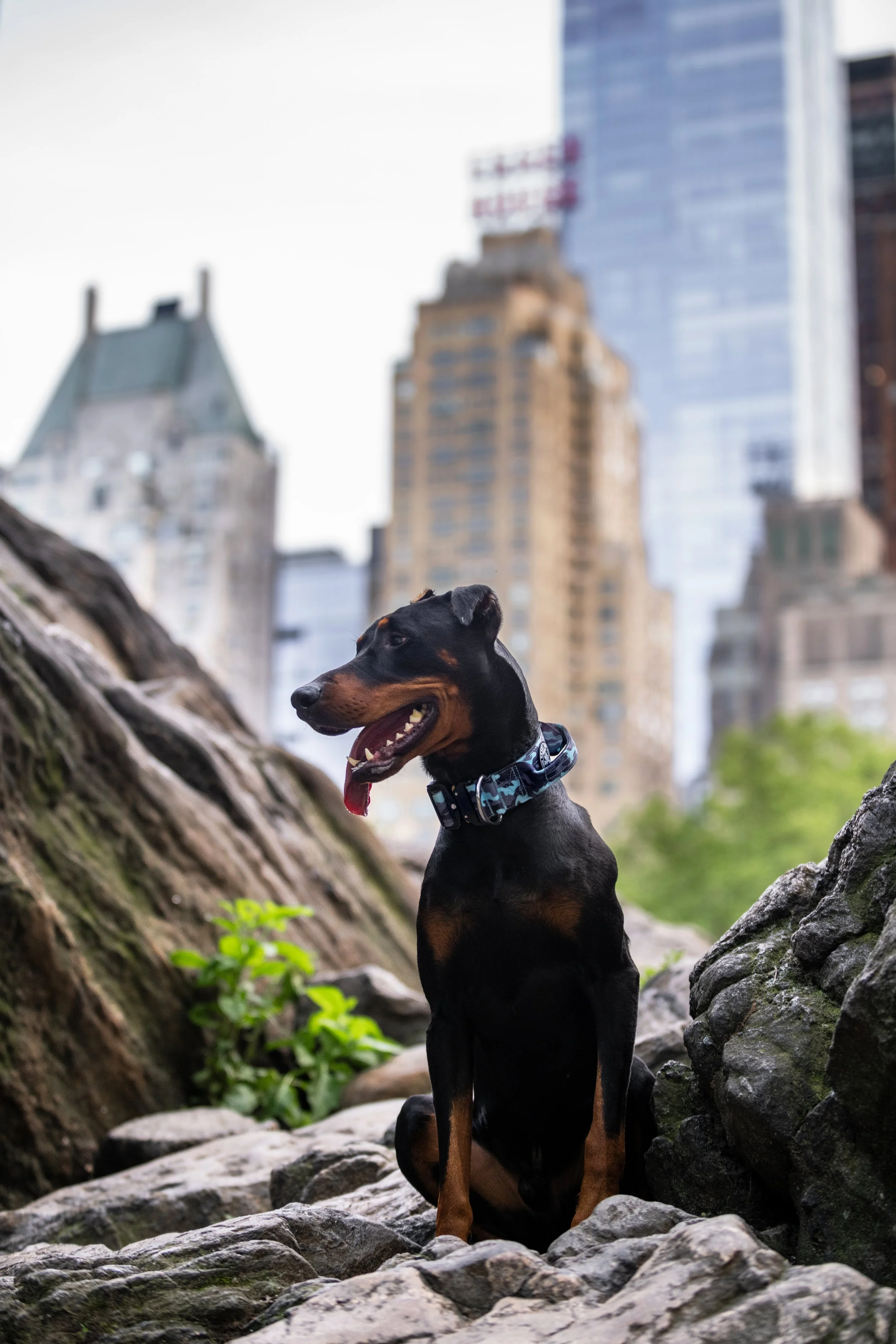 Trick Titles &amp; Treat Dust