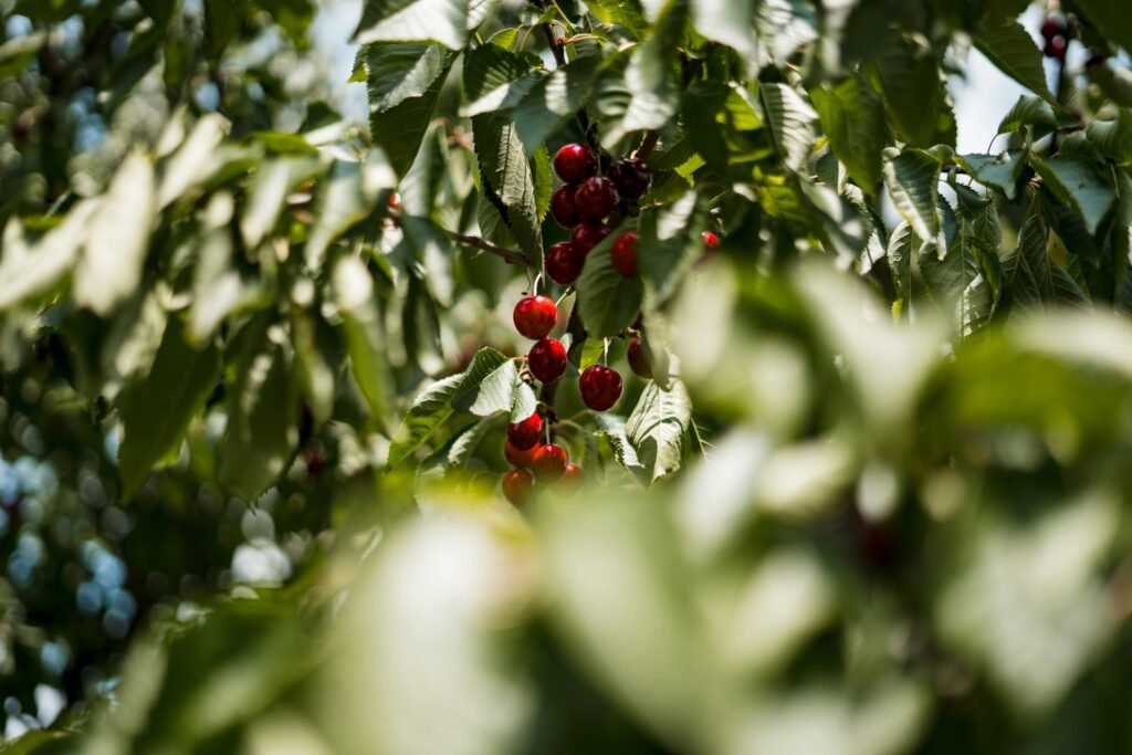 1-Cherry-tree-Copy-1024x683.jpg