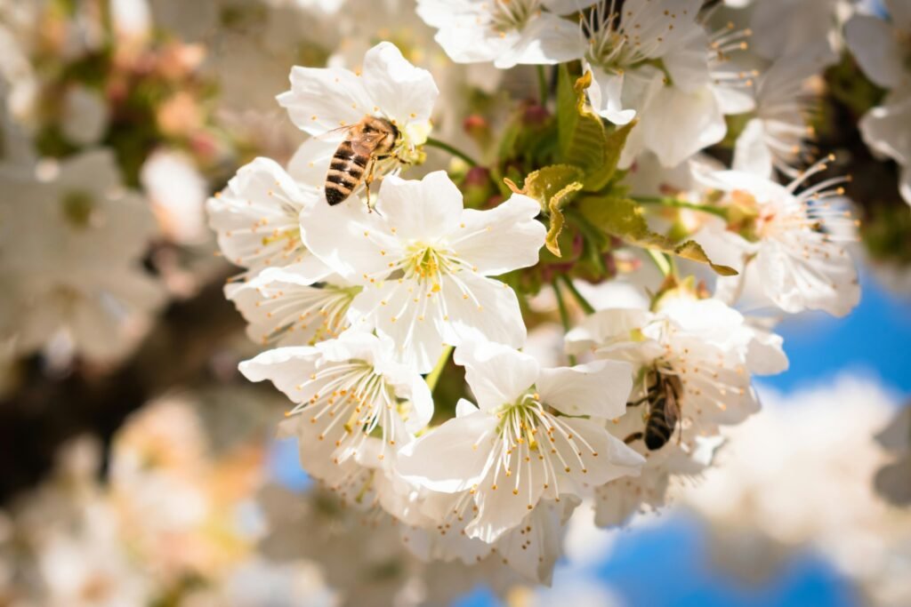 1-bee-at-blossom-1024x683.jpg