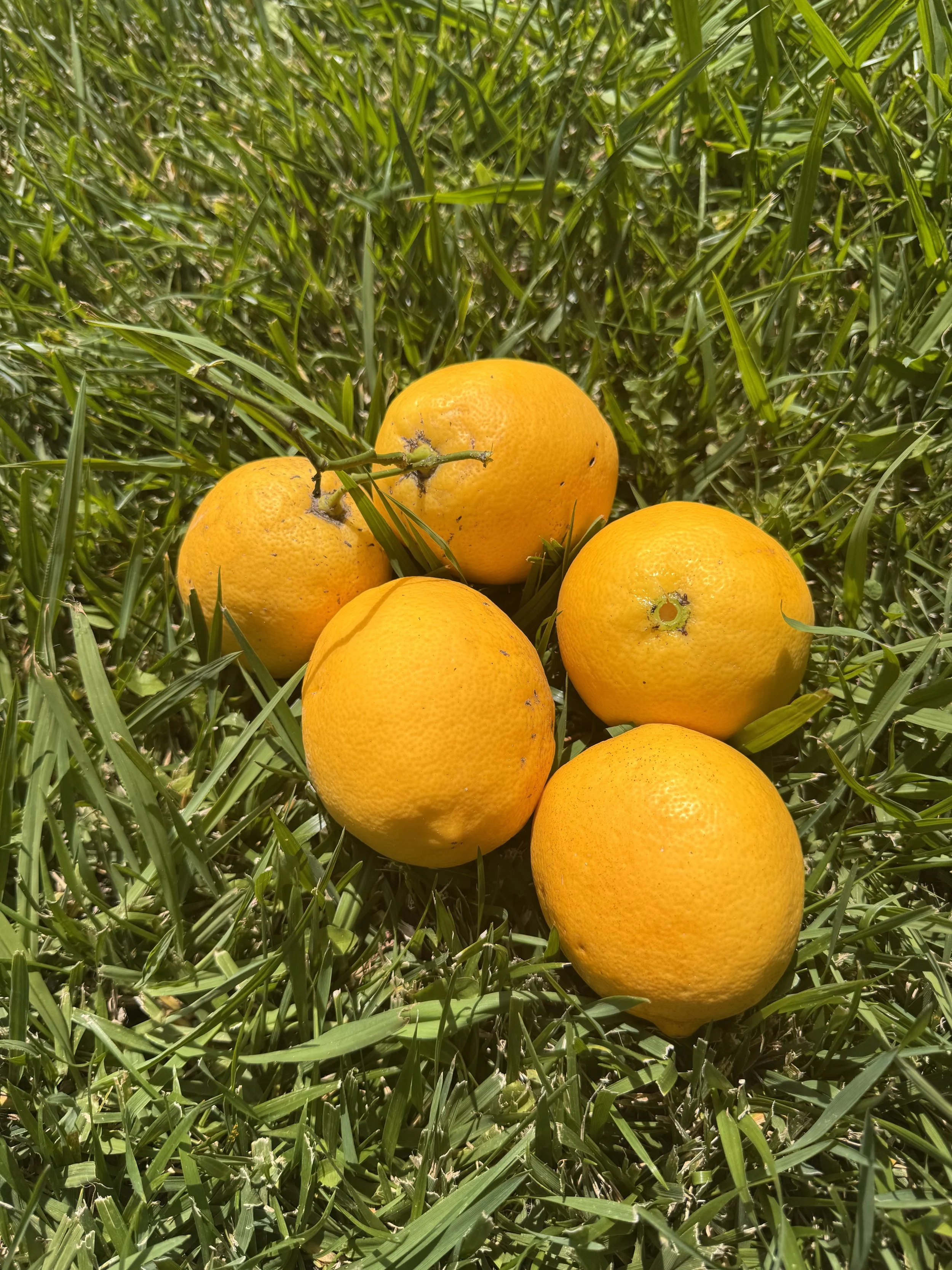 Five oranges resting on green grass in bright daylight.