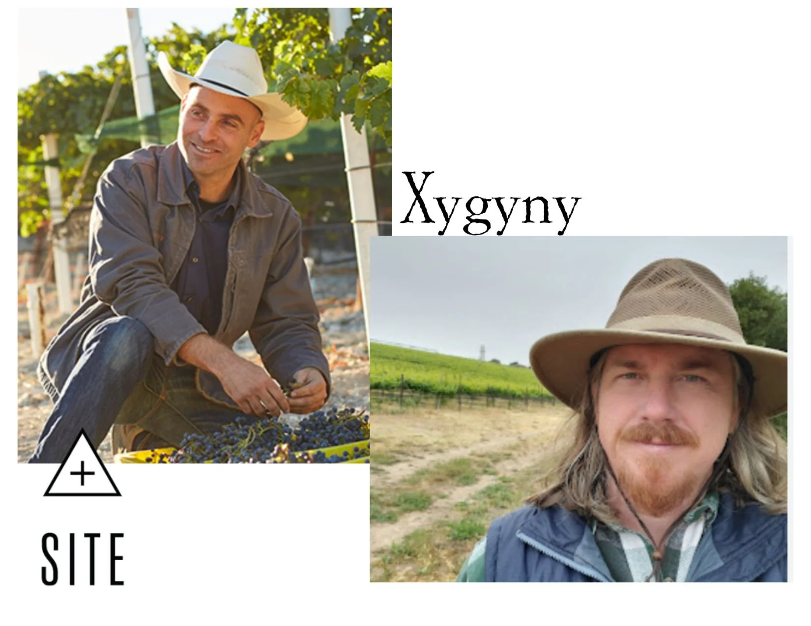 SITE &amp; Xygyny Wines