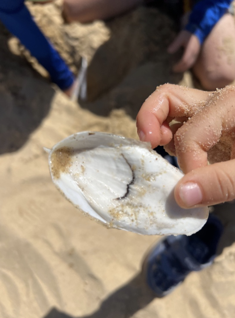 Natural Beach Treasures