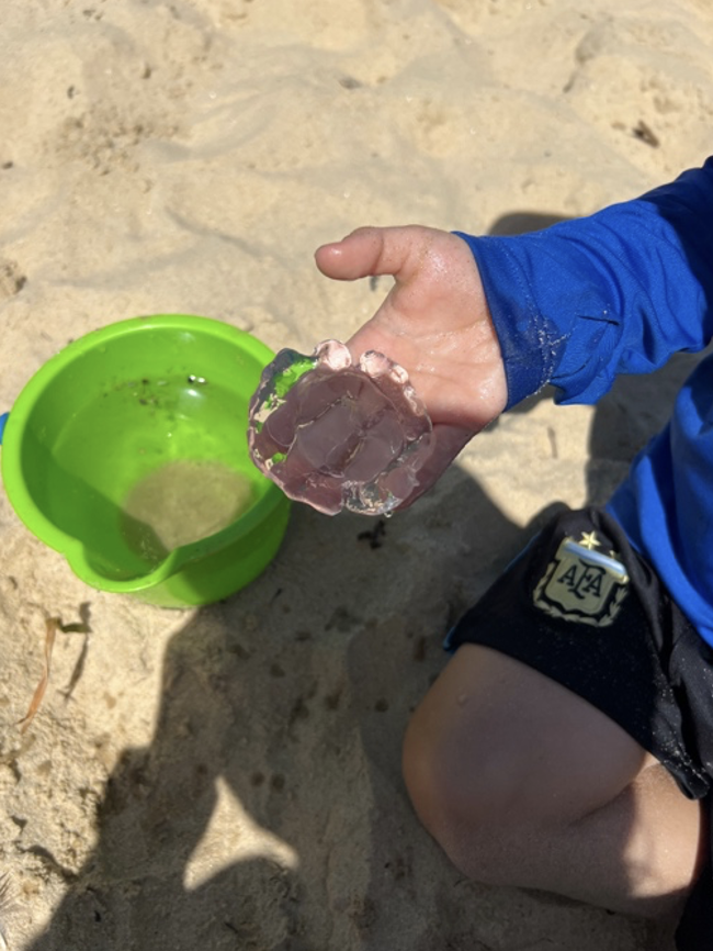 The Jelly Blubber Discovery