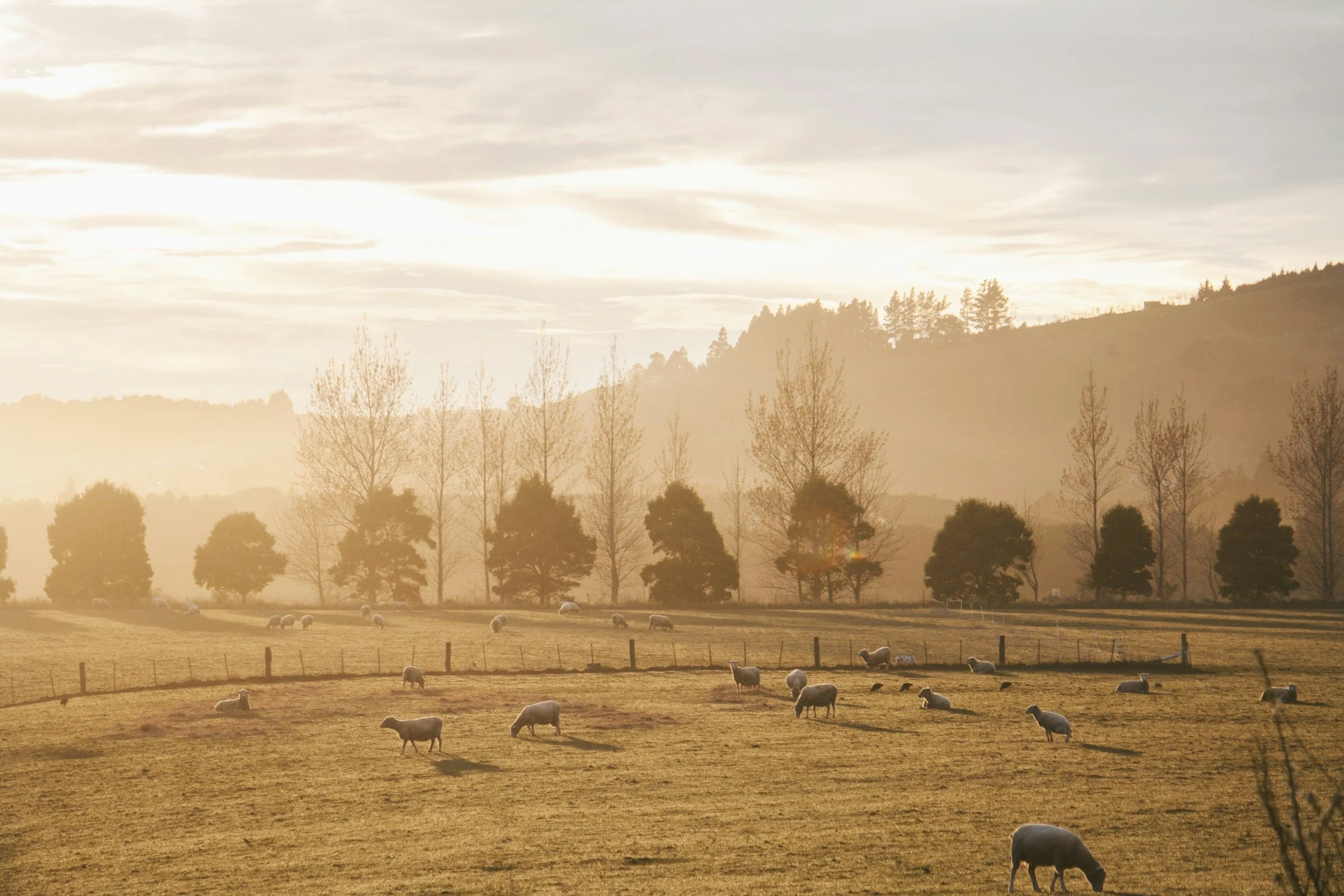 Sheep grazing in a misty field at sunrise New Zealand Farm by Aaron Sebastian