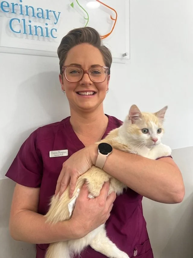A woman in a maroon medical uniform holding a cream-colored cat at a veterinary clinic.