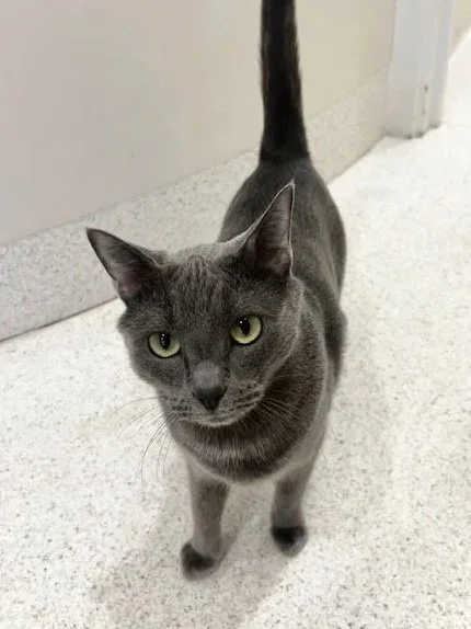 Gray cat wearing a red and white Santa hat, sitting near an electrical outlet and a plug-in air freshener.