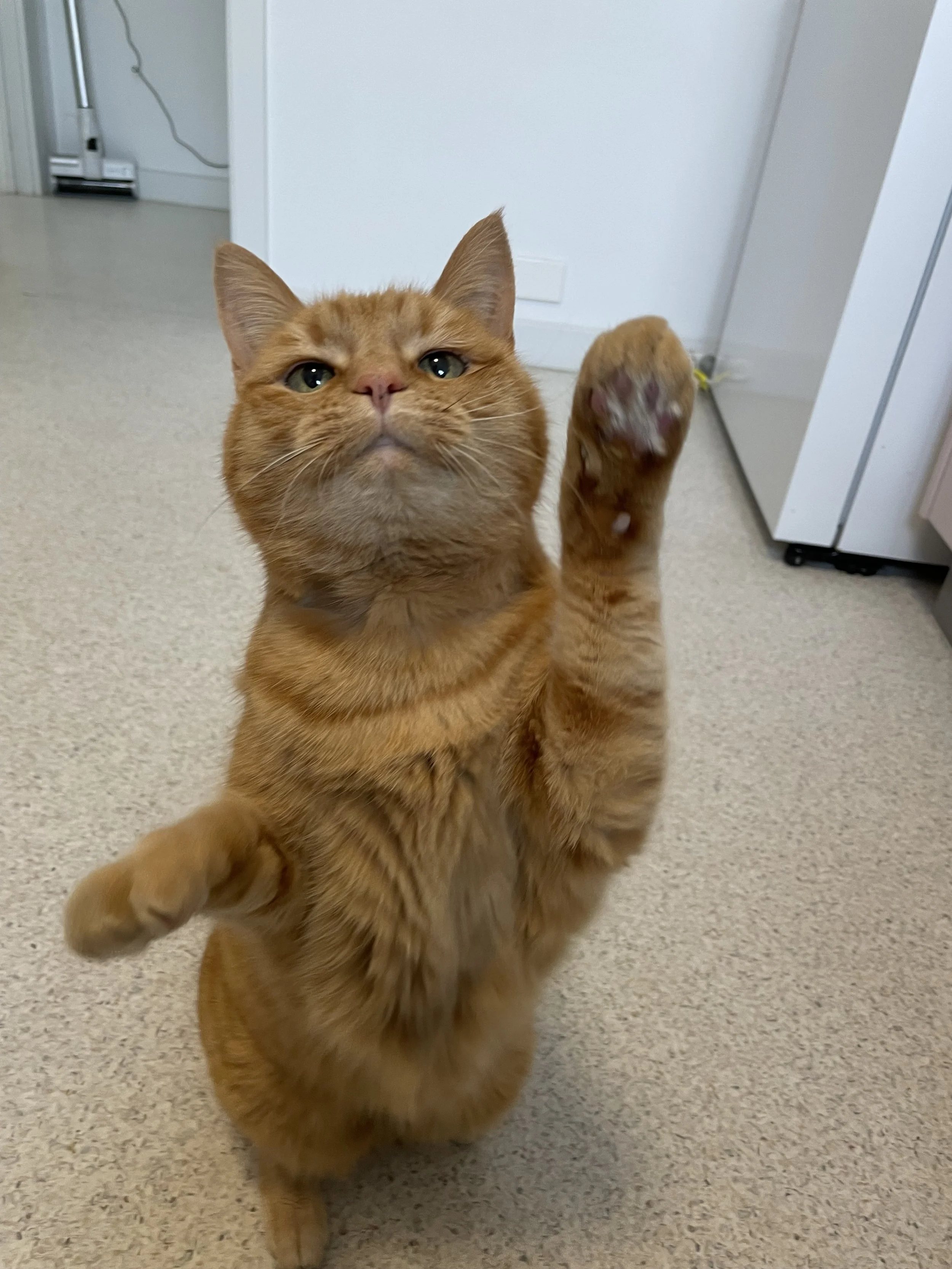 A ginger tabby cat lying on a blanket with closed eyes.