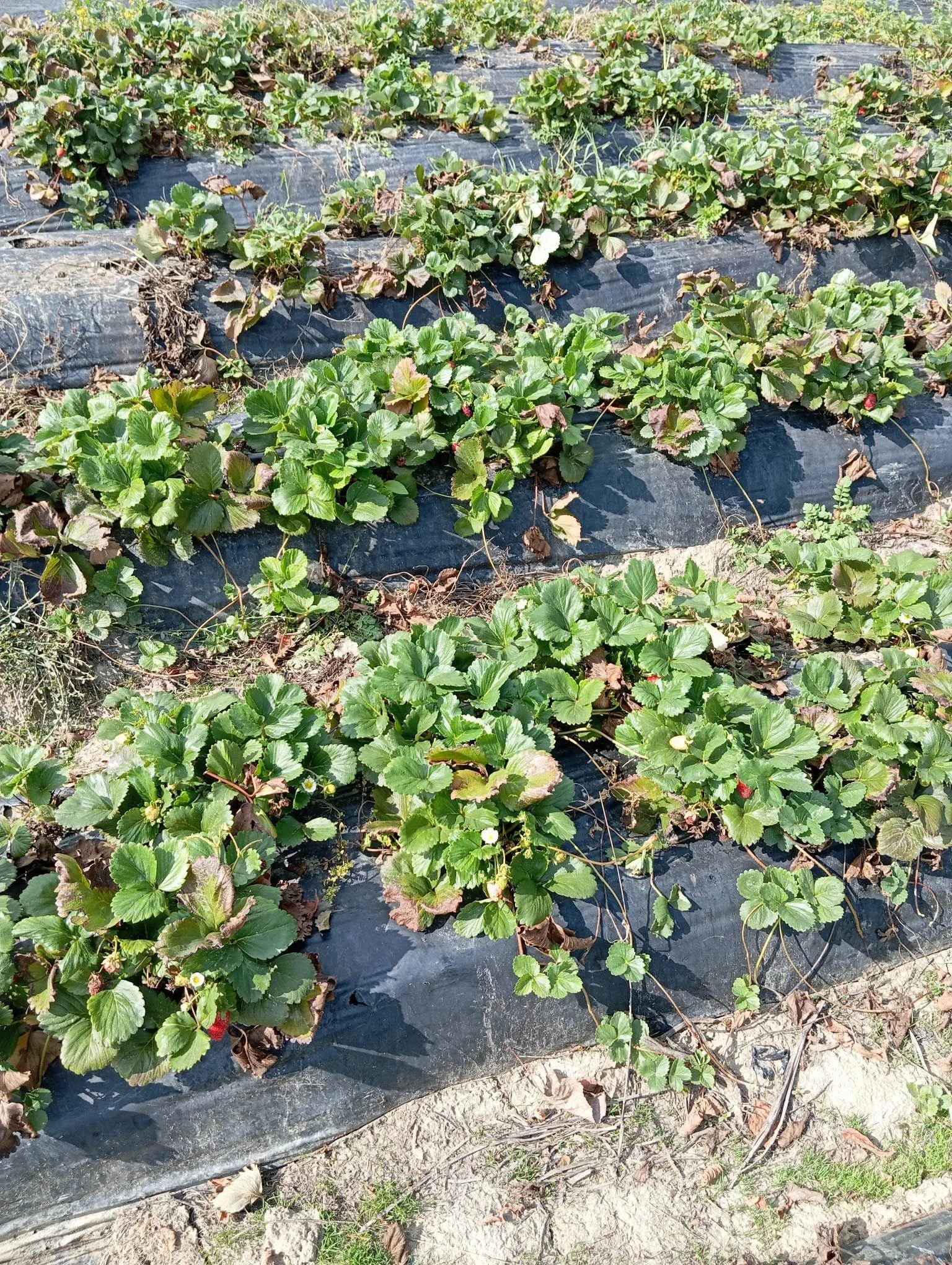 Çilekler erkekçe dikilmiş, toprağın üzerini siyah plastik örtü kaplamış, bitkiler arasında kurumuş yapraklar var.