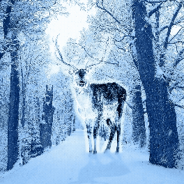 A moose standing in a snowy forest during winter