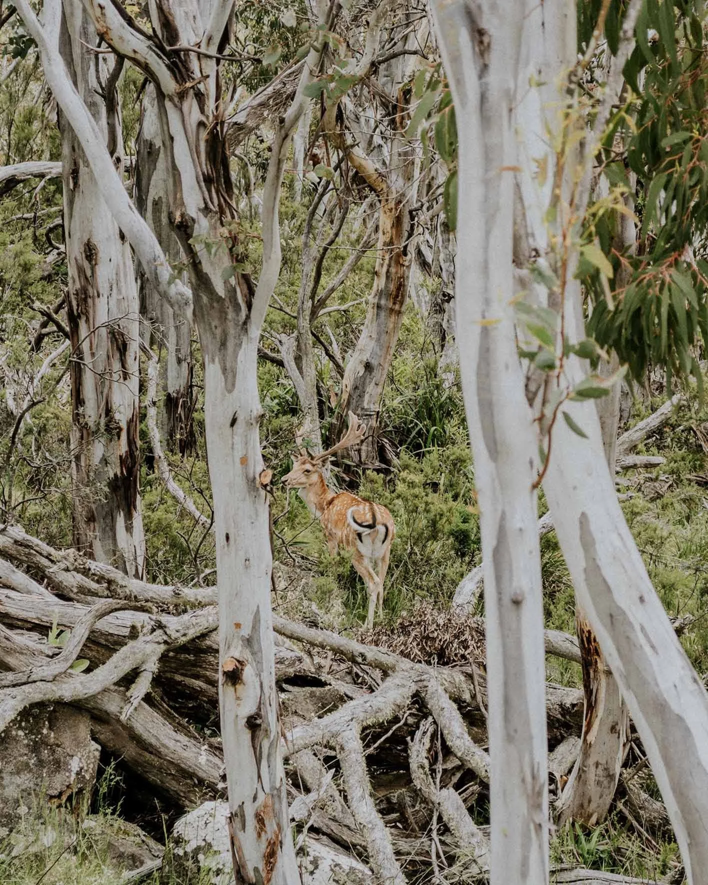 A deer with antlers standing amidst trees and foliage in a forest setting.