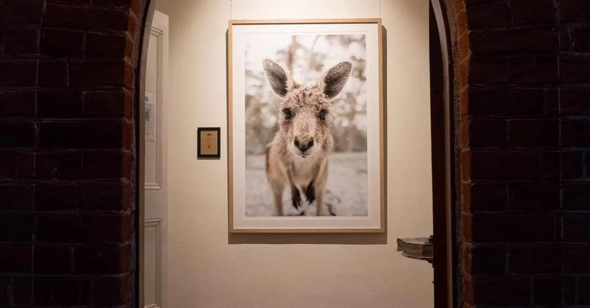 Close-up of a framed photograph of a curious-looking young deer on a wall inside an art gallery or museum, with brick and white walls around.