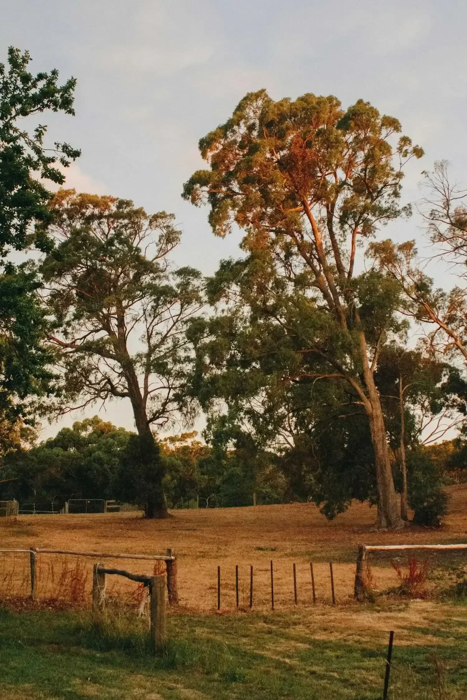 A landscape scene with tall trees, dry grass, and a wooden fence at sunset or sunrise.