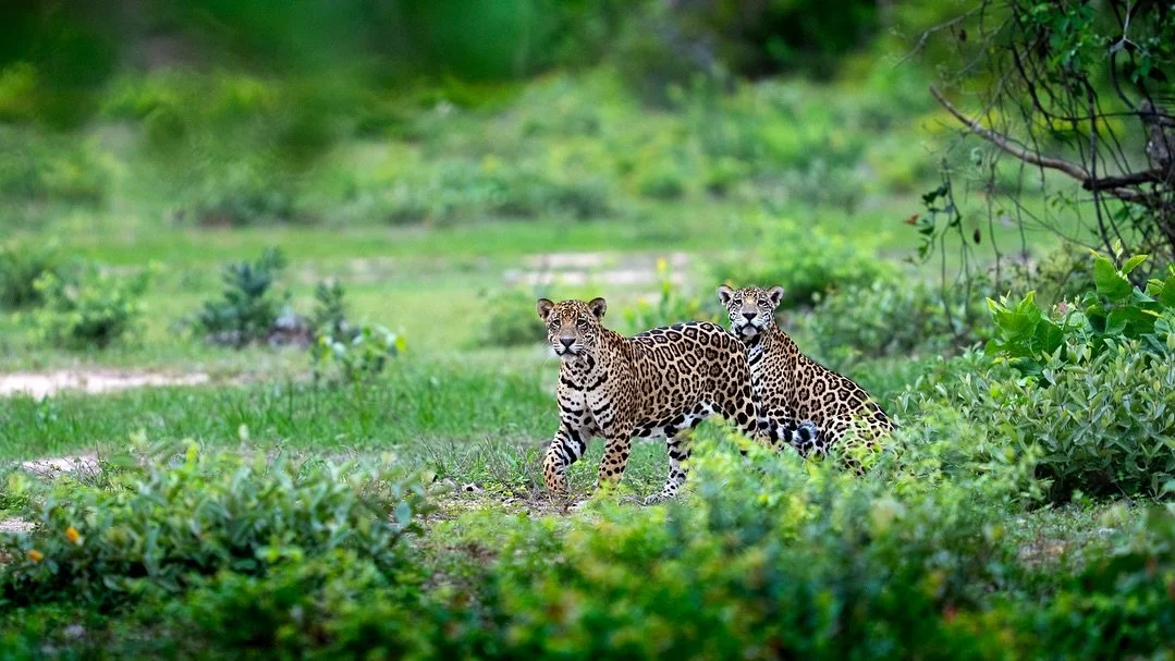 Yesterday I joined @impactoinstituto to volunteer here in Brazil&rsquo;s Northern Pantanal at @pousada_piuval for a couple of weeks. My dear friend @paulraadc started here as a researcher 4 years ago. His devotion to the jaguars, finding solutions fo