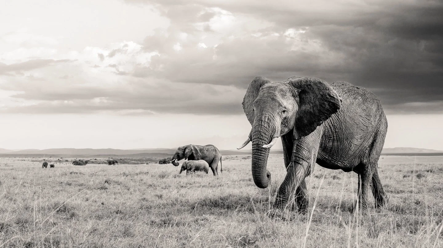 Many times in my editing process I make a few different versions of the same image. I will export it, sit on it and then ignore it for days, weeks, months, before I come with new eyes, the distance and stretching of time, and see what *feels* the bes