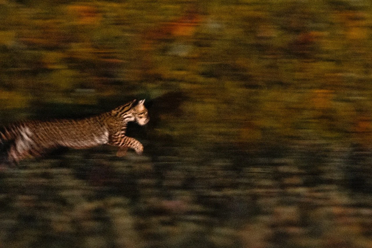 One thing I love with my photography, is to make it look like a painting. A painting from the 1900s, or a watercolor. Sometimes, the shot is not good. Simply because the conditions are bad. One thing I always coach in photography, is a spiritual less