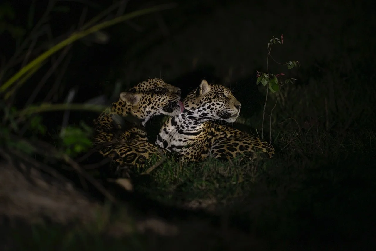 Happy Pantanal Day! 

November 12 is designated Pantanal Day, and I am so excited to celebrate it on my last evening in the Pantanal for this trip. The Pantanal is one of the most unique and special places I&rsquo;ve ever been - and I&rsquo;ve now be