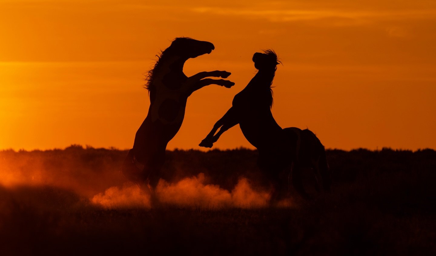 Happy Chinese New Year of the Fire Horse. Last year was the year of the snake. Snakes shed, they release so that they can grow. I always think it&rsquo;s worthwhile to check in with the self, and intentionally release and intentionally call in. New y